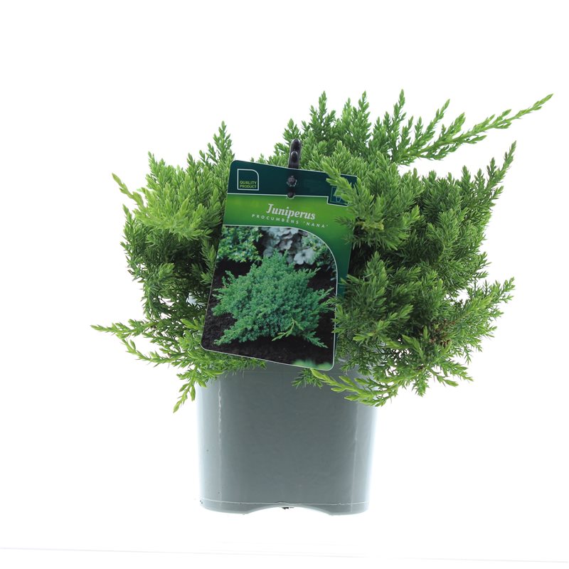 Можжевельник лежачий Нана